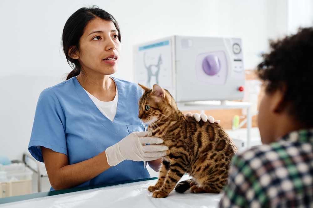 Veterinario impegnato in una discussione con i proprietari di gatti del Bengala sulla somministrazione di farmaci liquidi