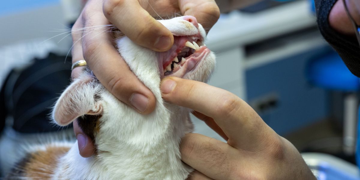 Immagine di un veterinario che esegue un esame della cavità orale di un gatto