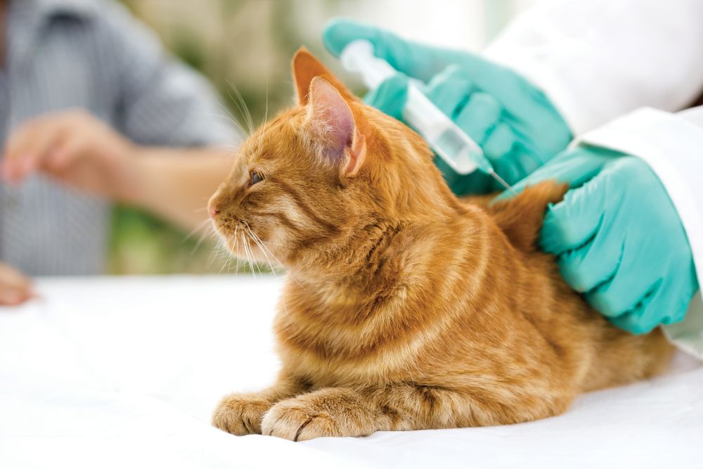 veterinario che somministra il vaccino al gatto