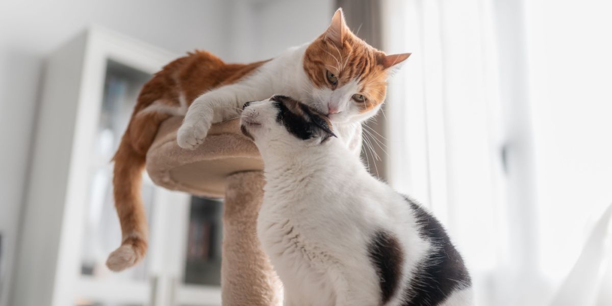 il bianco lecca l'orecchio di un gatto nero