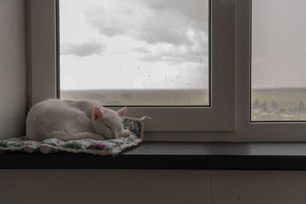 Un piccolo gatto bianco dorme tranquillamente