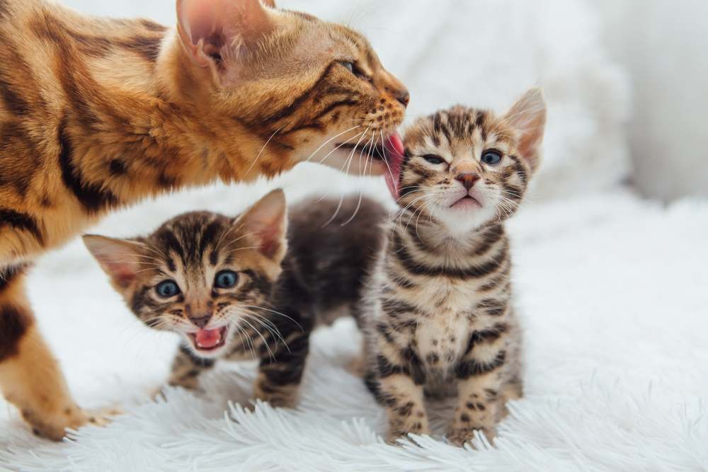 Un'adorabile mamma gatta del Bengala dorata che coccola il suo piccolo gattino, mettendo in mostra il loro prezioso legame.