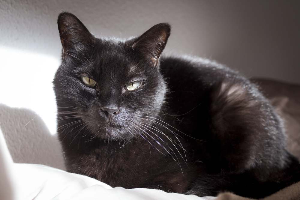 Gatto nero con un nodulo o tumore visibile sul labbro.