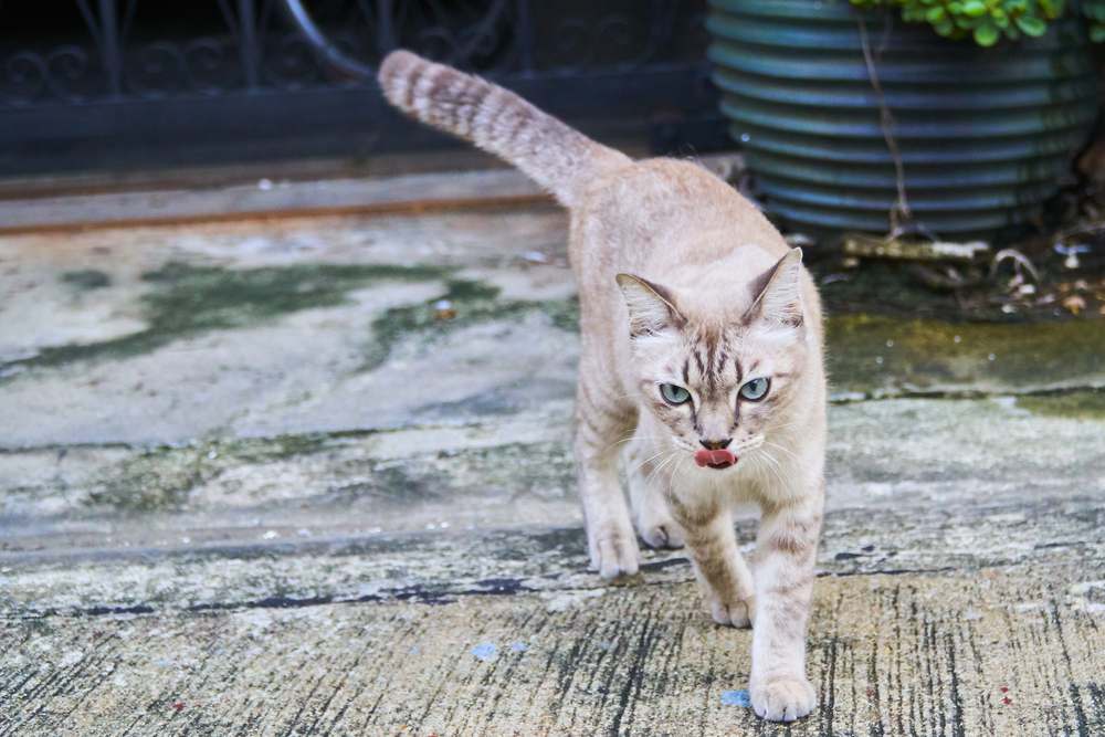 I gatti possono ritrovare la strada di casa? Un gatto marrone cammina con grazia su una strada di cemento, mostrando la sua andatura elegante e sicura