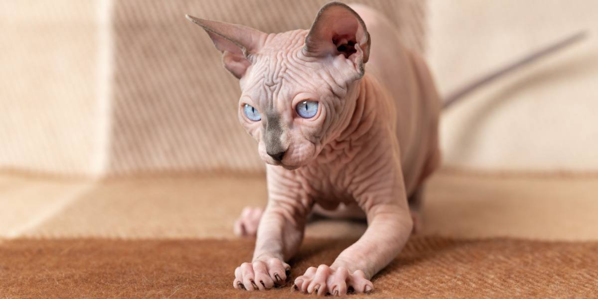 Nomi per gatti guerrieri: gatto maschio Canadian Hairless Sphinx, che mostra l'aspetto unico di questa razza senza pelo.