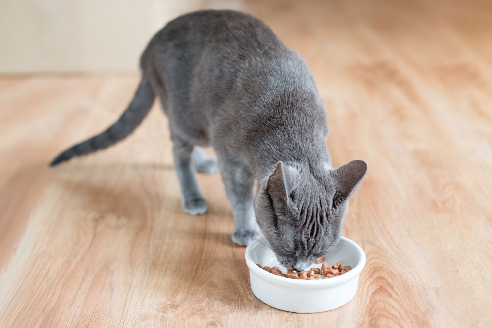 Un gatto dal pelo folto che mangia cibo umido da una ciotola bianca posta su un pavimento di legno.