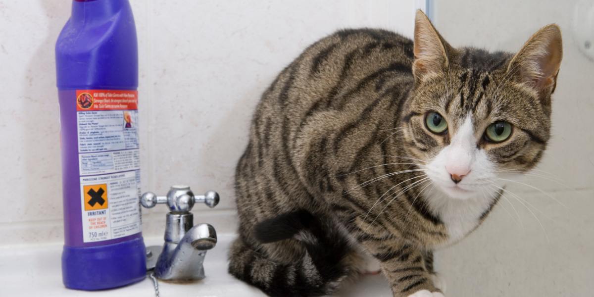 Un gatto nel lavandino del bagno accanto a un contenitore di candeggina.