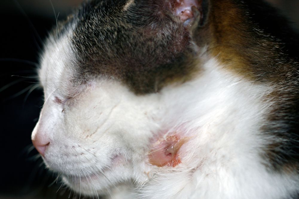 Mosca dei gatti: Immagine di una ferita di gatto con pus, che indica la necessità di cure e attenzione veterinarie immediate