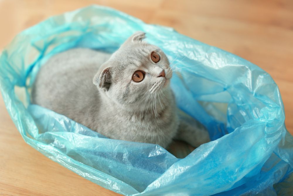 Adorabile gatto seduto comodamente dentro un sacchetto di plastica