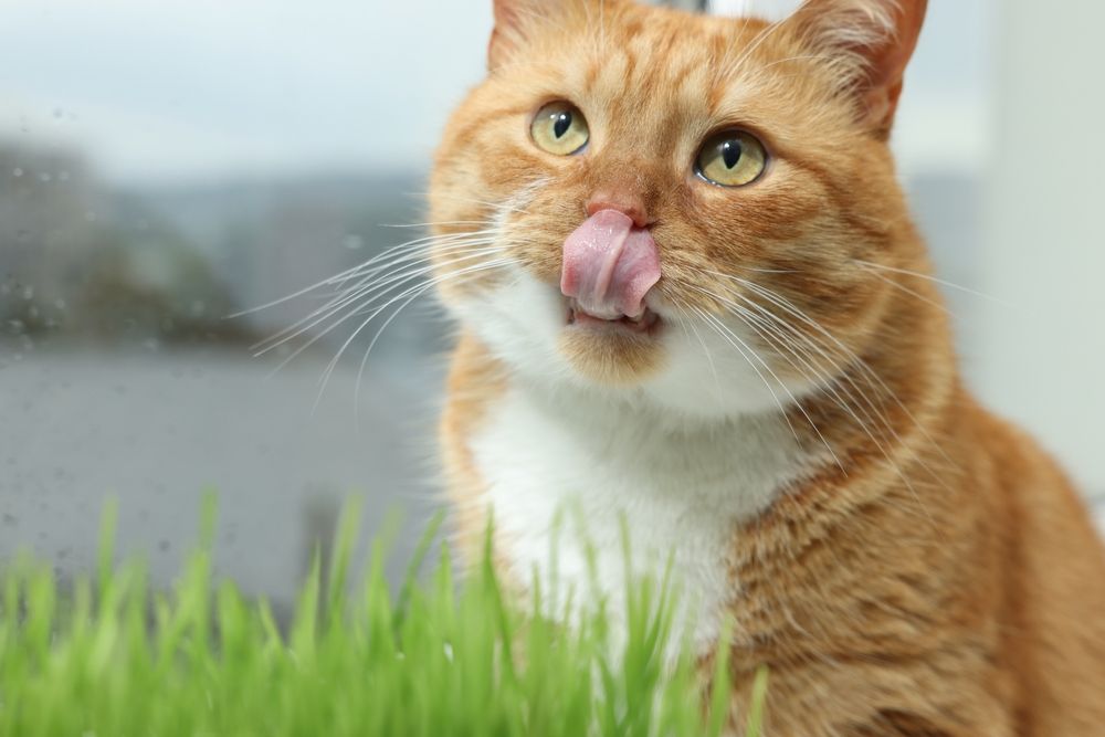 Simpatico gatto rosso con un rametto di erba di grano per gatti