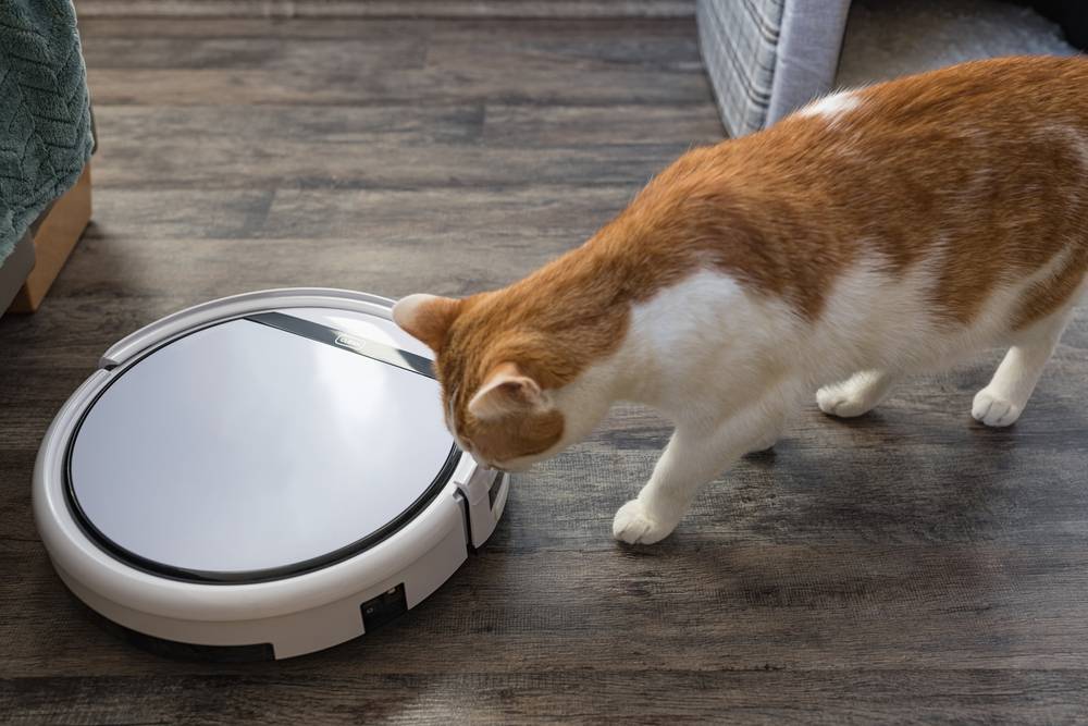 Carino giovane gatto domestico bicolore arancione e bianco che guarda e annusa un aspirapolvere robotico, mostrando un misto di curiosità e cautela