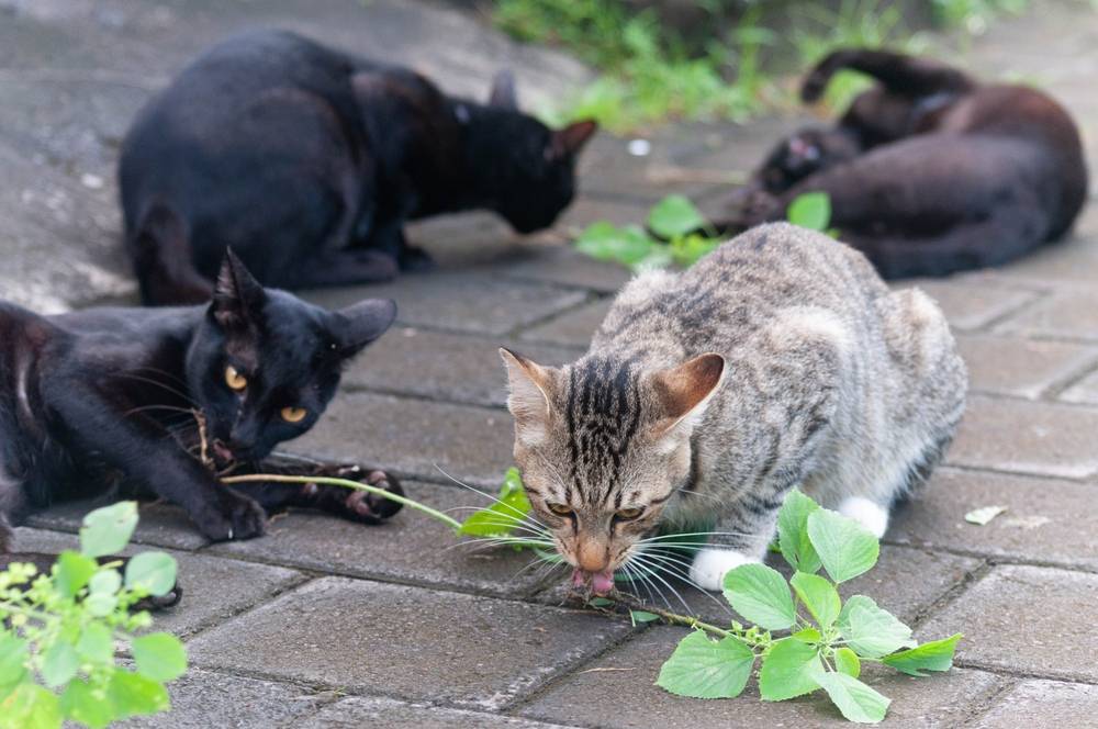 Un gatto giocoso che sembra "ubriaco" dopo aver mangiato un po' di uva passa, una scena spensierata e divertente.