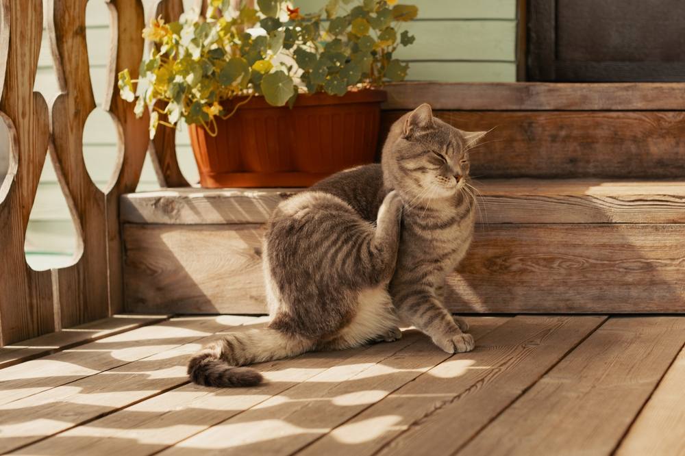 Selamectina per gatti: gatto con pulci che si gratta il collo con la zampa, evidenziando il disagio causato dalle pulci