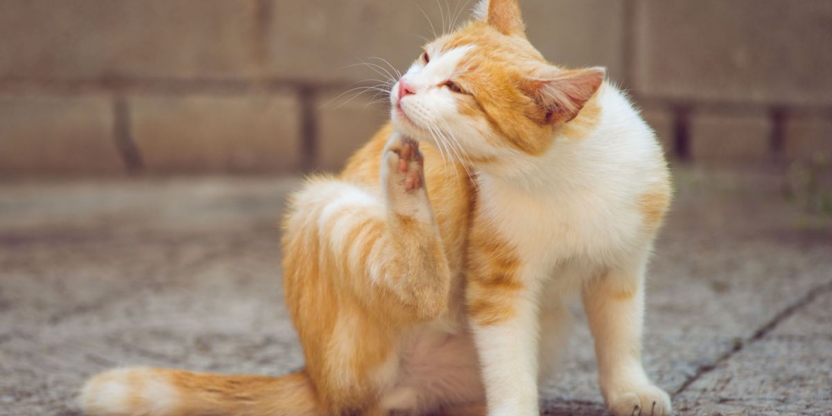 Gatto bianco e rosso che si gratta dietro l'orecchio con la zampa