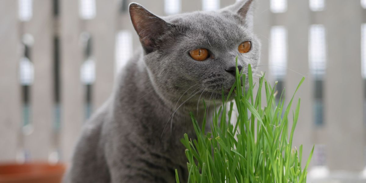 Gatto British Shorthair grigio che annusa l'erba di grano per gatti