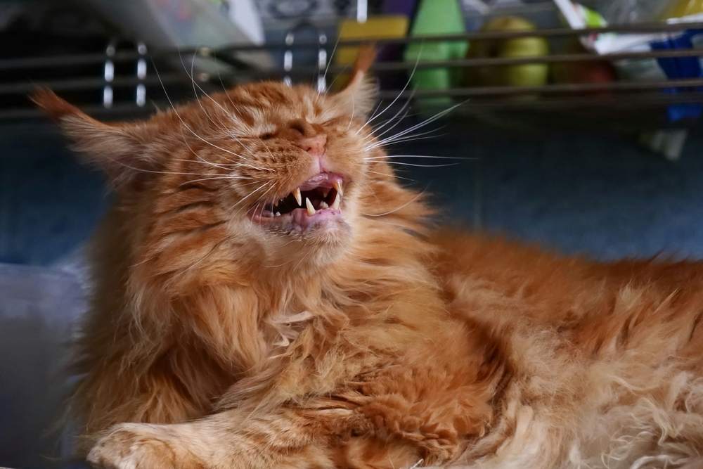 Un gatto Maine Coon rosso che sorride con gli occhi socchiusi, come se stesse per starnutire.