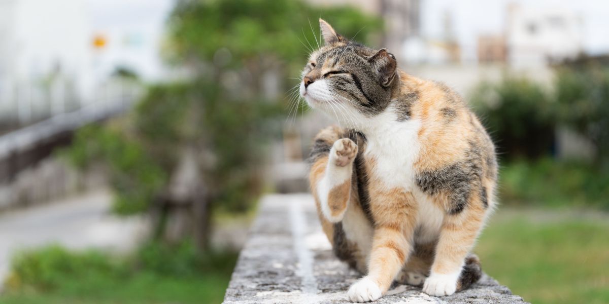 Mosca gialla nei gatti: il gatto si gratta il pelo per alleviare il prurito o il fastidio.