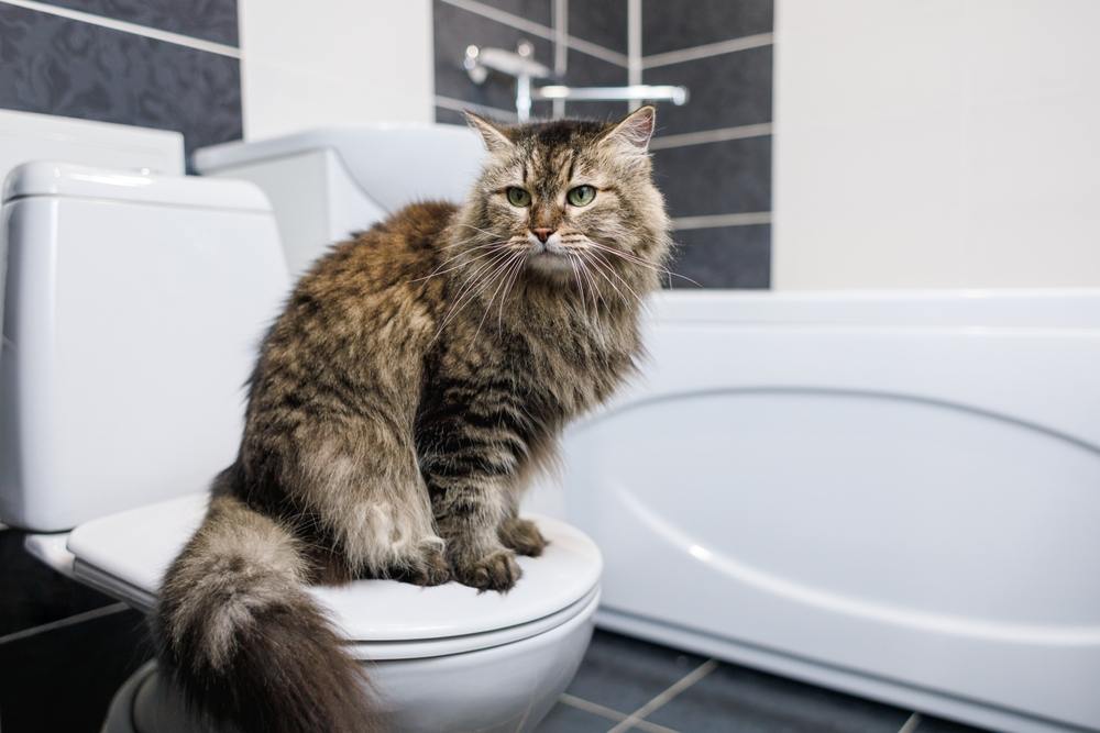 Gatto seduto sul water in un bagno pulito, trattato con candeggina.