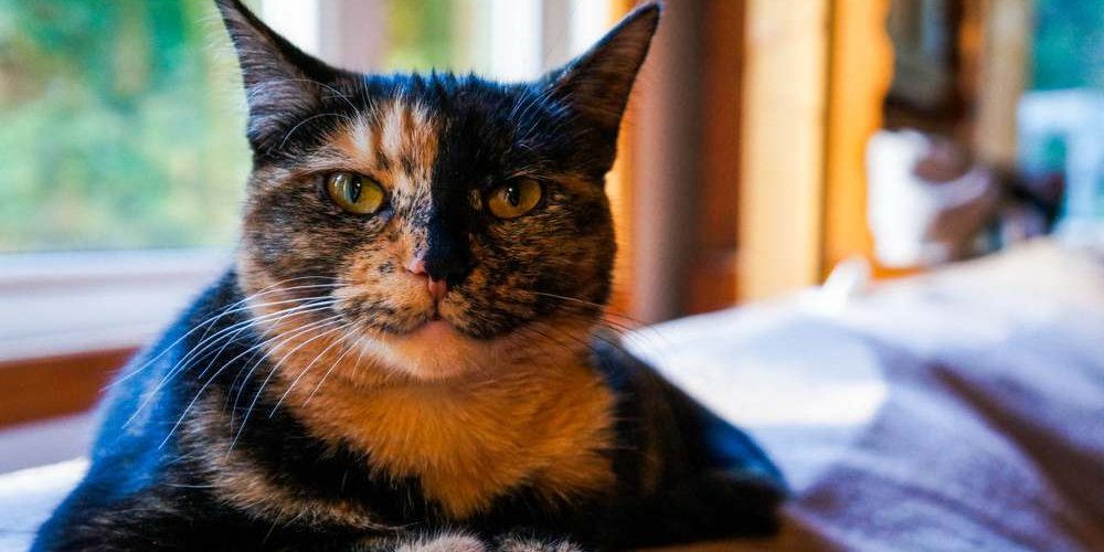 Un gatto tartarugato riposa pacificamente su un divano, mettendo in mostra il suo mantello unico e colorato.