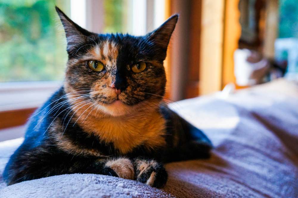 Un gatto tartarugato riposa pacificamente su un divano, mettendo in mostra il suo mantello unico e colorato.