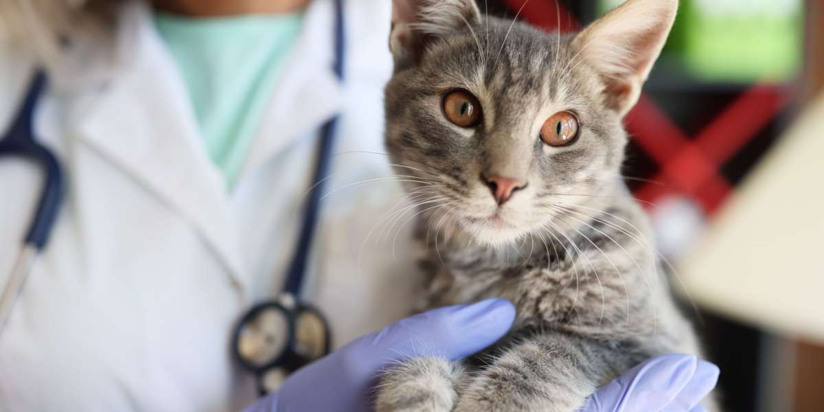 Mani veterinarie che tengono un bellissimo gatto in una clinica veterinaria, fornendo cure e attenzione al paziente felino