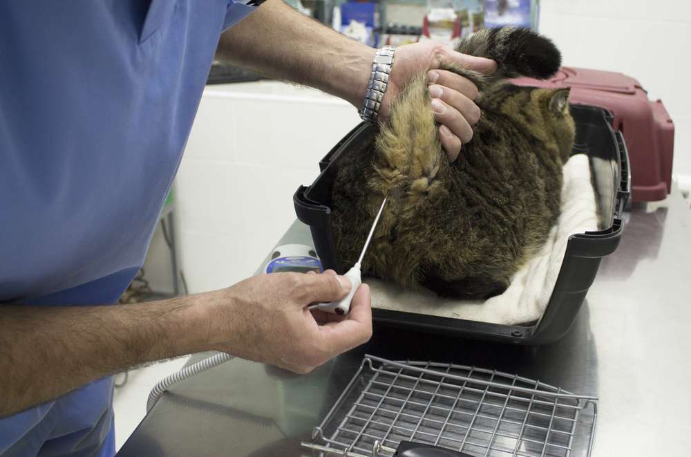 Veterinario che misura la temperatura corporea di un gatto