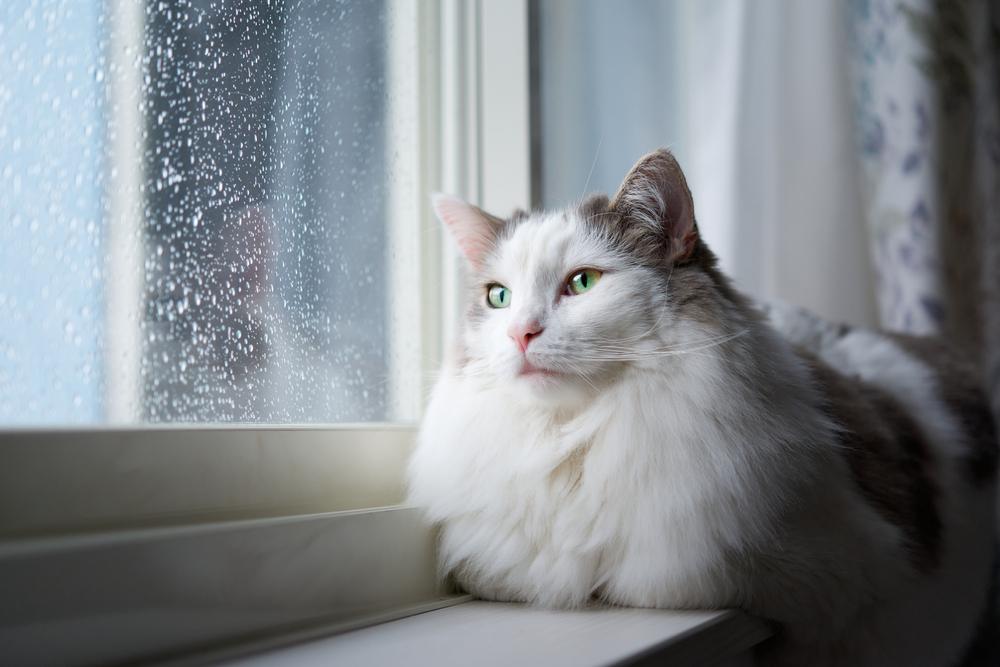 Gatto bianco seduto accanto a una finestra a casa