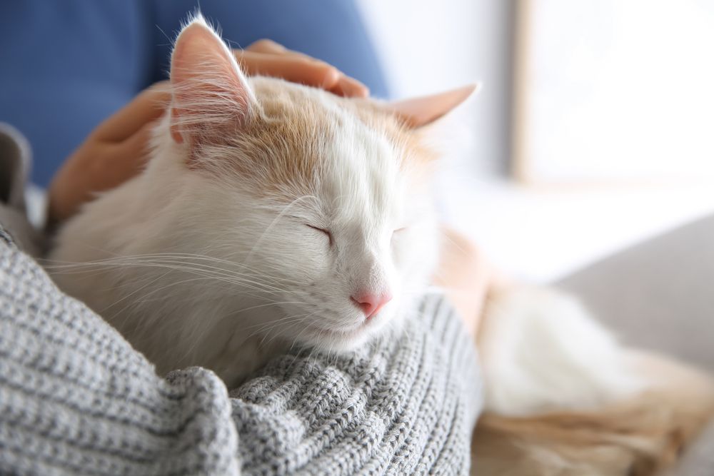 Glandex per gatti: un gatto che coccola il suo padrone e sembra soddisfatto e rilassato.