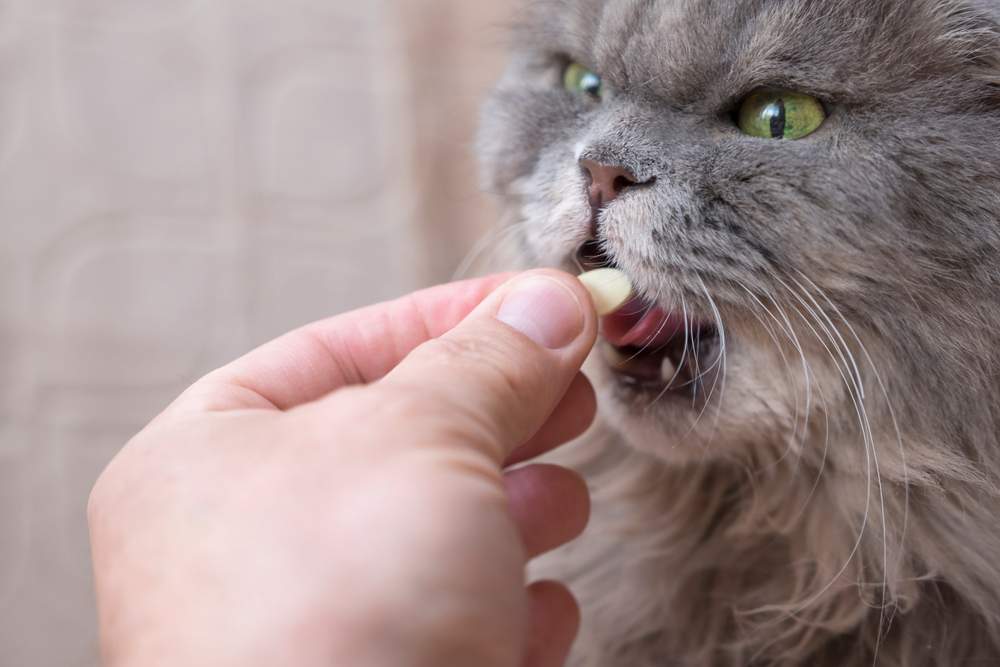 Grande gatto grigio che riceve un integratore