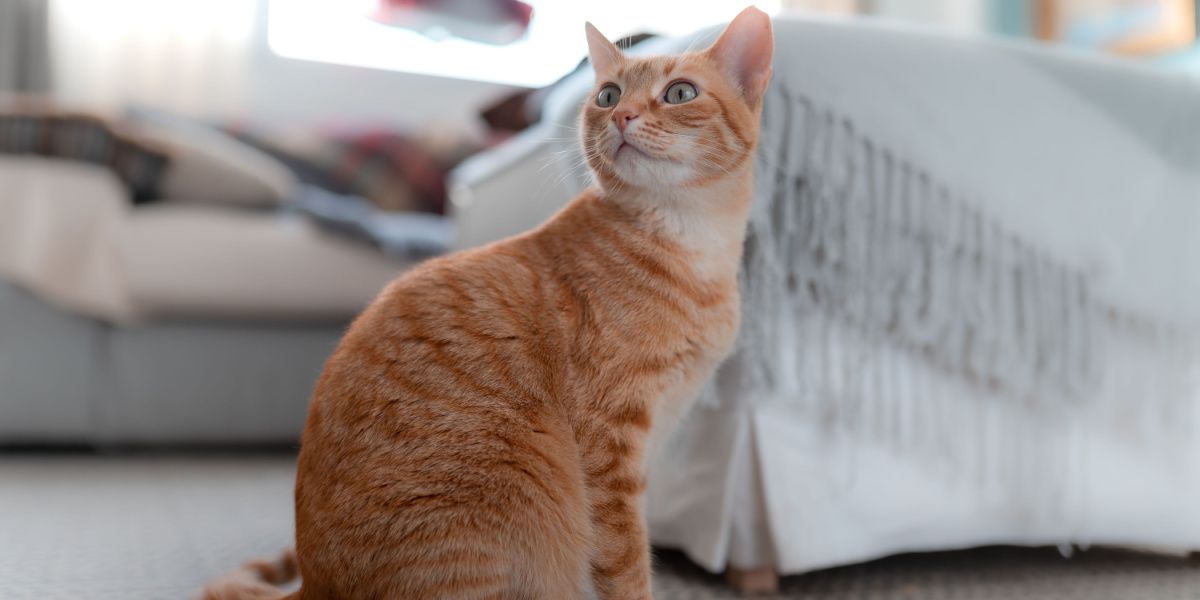 Glandex per gatti: un gatto soriano che guarda con curiosità la telecamera