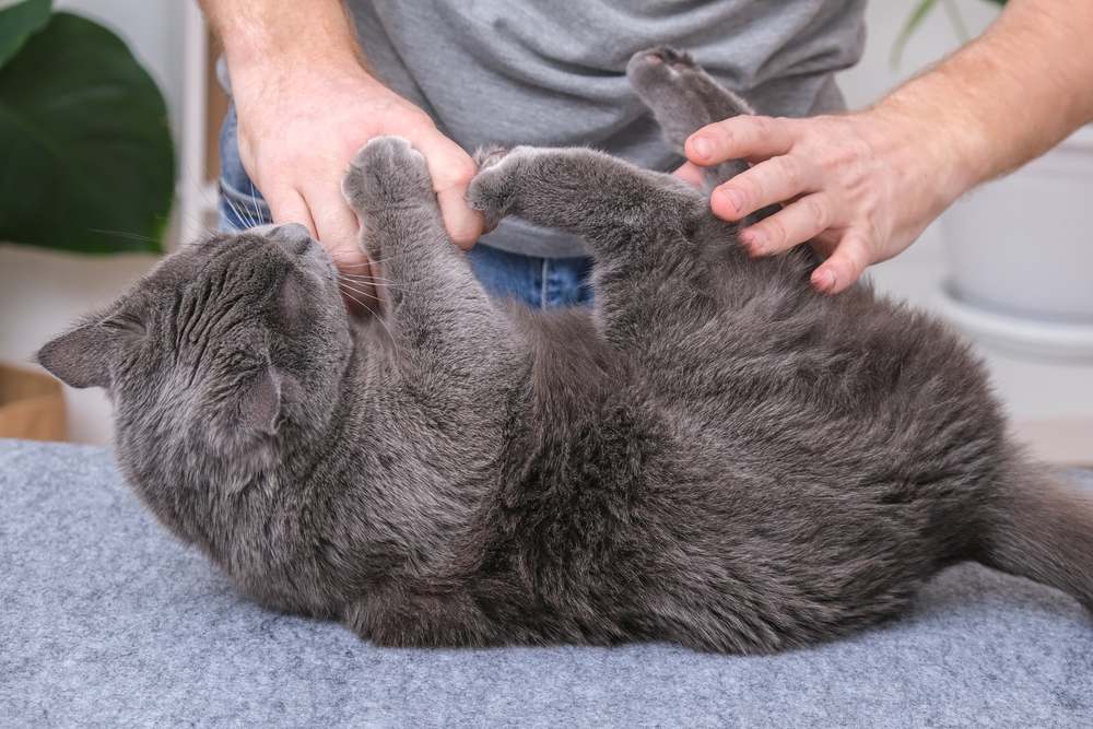 Gatto che morde e graffia giocosamente le mani di una persona, illustrando il tipico comportamento felino durante il gioco