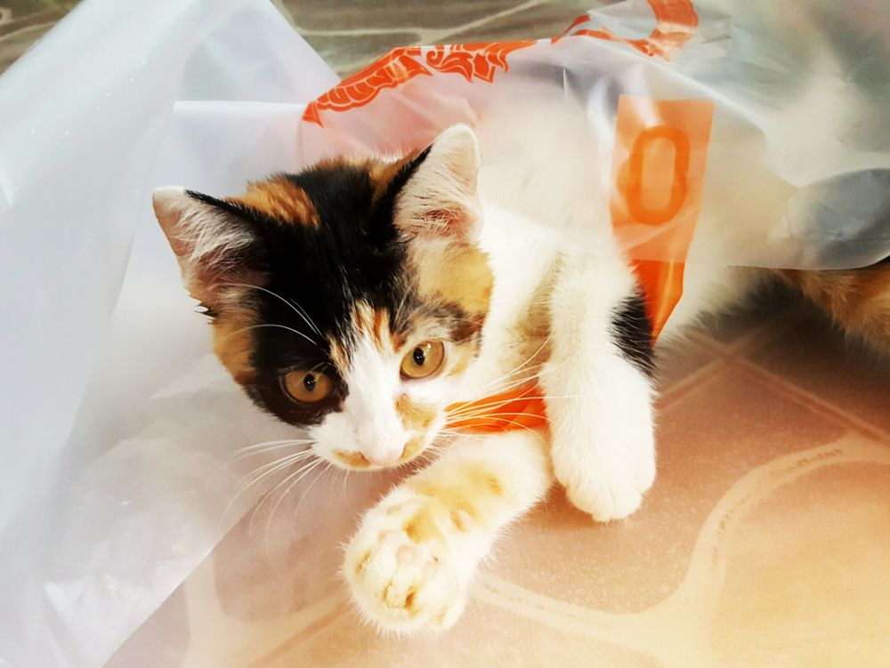 Un simpatico gatto che si rannicchia giocosamente dentro un sacchetto di plastica.