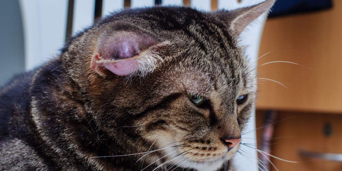 Un gatto con un ematoma, un gonfiore o un nodulo dovuto a un accumulo di sangue, che in genere appare sull'orecchio o sul viso del gatto