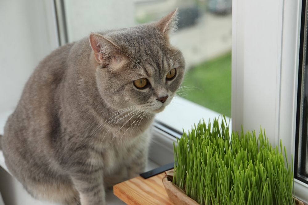 Gatto vicino all'erba di grano fresca per gatti sul davanzale di una finestra in casa