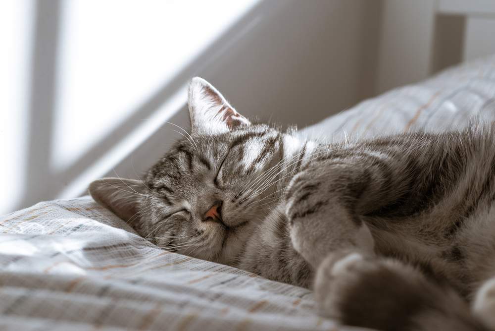 Immagine di un gatto che dorme pacificamente, catturando un momento sereno e riposante di relax felino.