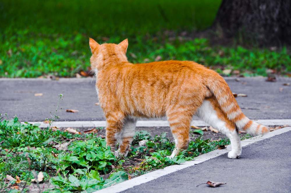 I gatti sanno ritrovare la strada di casa? Gatto che cammina con sicurezza su una strada asfaltata, incarnando un senso di avventura e indipendenza.