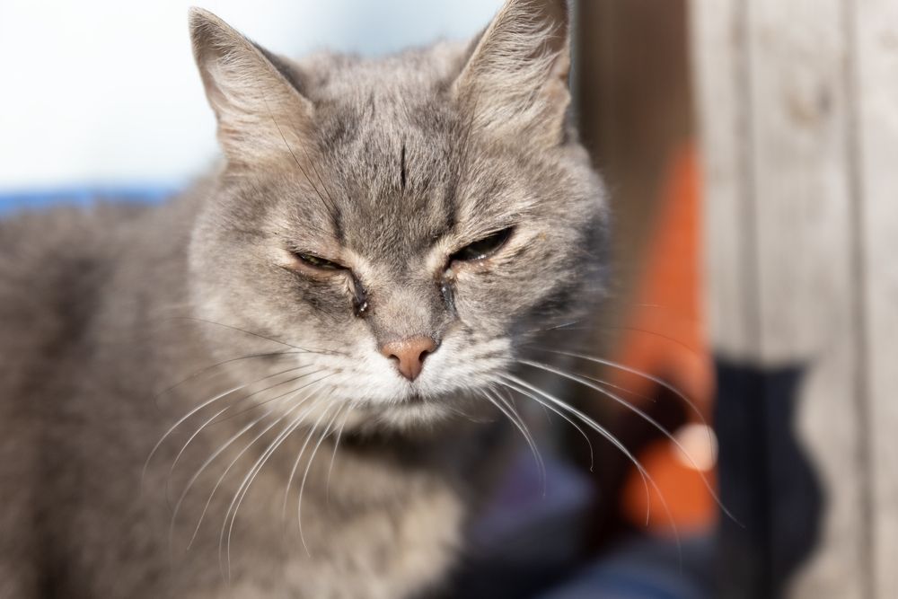 gatto con condotti lacrimali bloccati