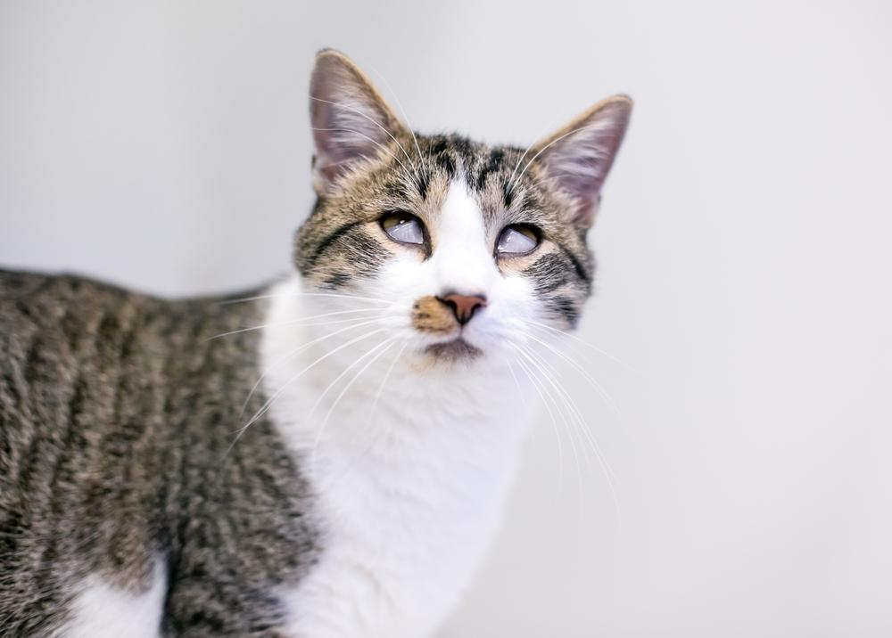 gatto con prolasso della terza palpebra