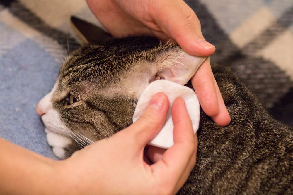 Un proprietario di gatto pulisce delicatamente le orecchie del suo gatto con un batuffolo di cotone, assicurando l'igiene e il benessere delle orecchie del suo animale domestico