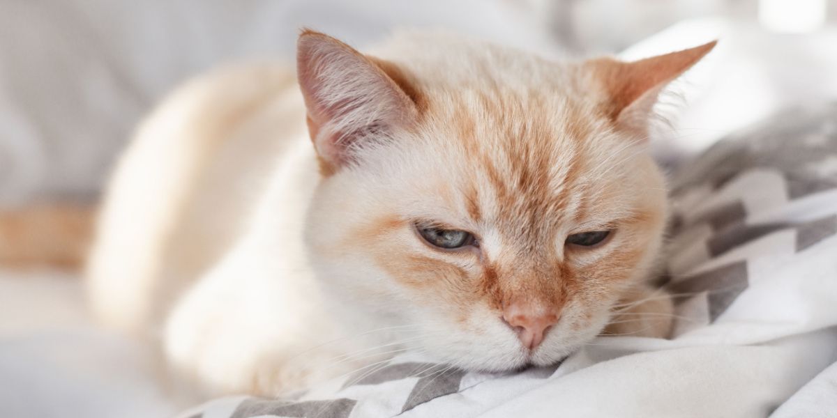 Gatto domestico riposato su un letto.