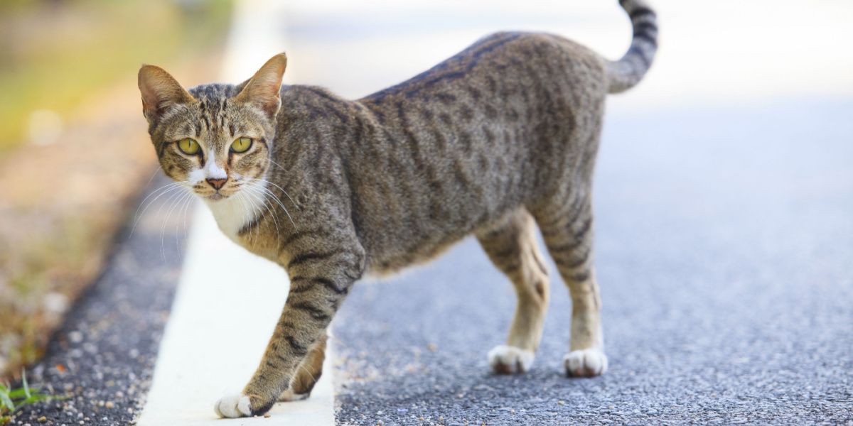 I gatti riescono a ritrovare la strada di casa?