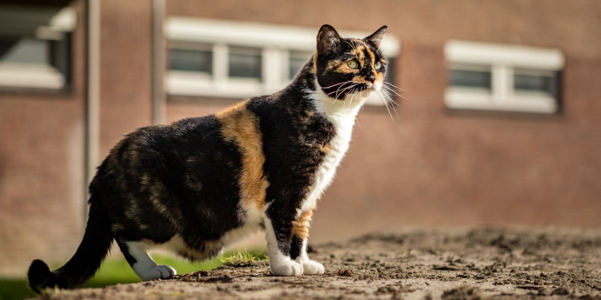 Gatto calico dagli occhi verdi in piedi che mostra la sua borsa primordiale