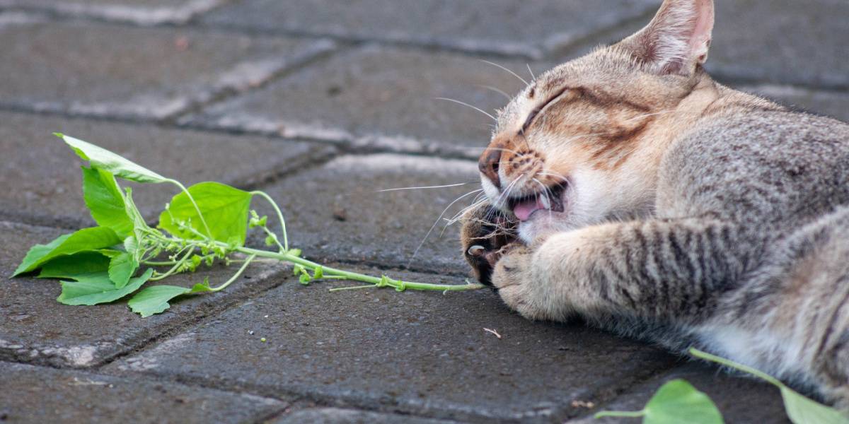 Gatto soriano grigio che gioca con la vite argentata, un momento divertente e giocoso