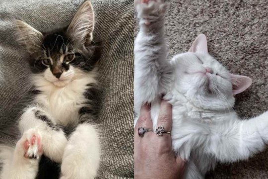 Come i gatti scelgono la loro persona preferita