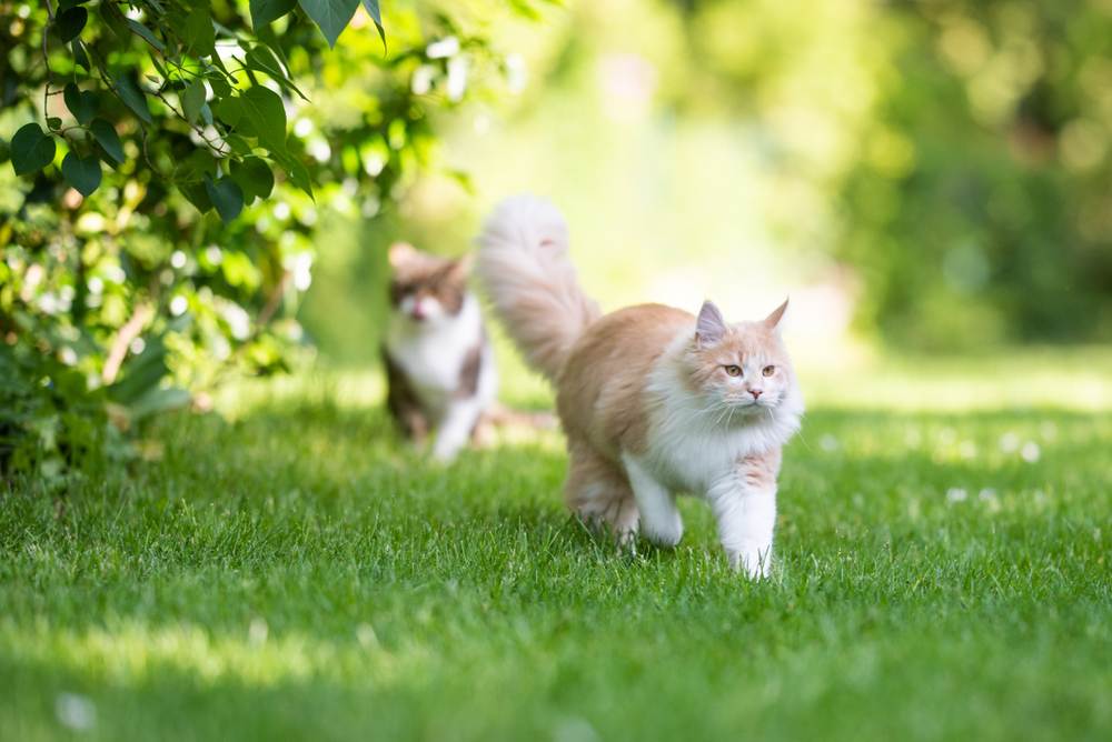 Fatti sui gatti maschi: un gatto Maine Coon con la coda soffice che si allontana, ostentando il suo aspetto maestoso e distintivo.