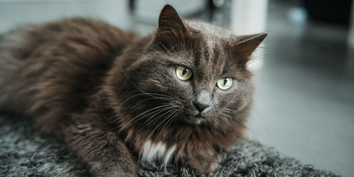 Un ritratto ravvicinato di un gatto maschio grigio con sorprendenti occhi verdi, che catturano lo sguardo intenso e accattivante del gatto.