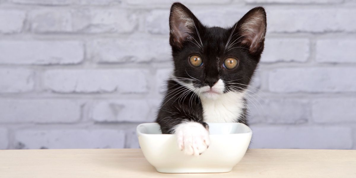 I gatti coprono il cibo: il gattino Tuxedo copre la ciotola del cibo con la zampa, mostrando un comportamento giocoso e intraprendente