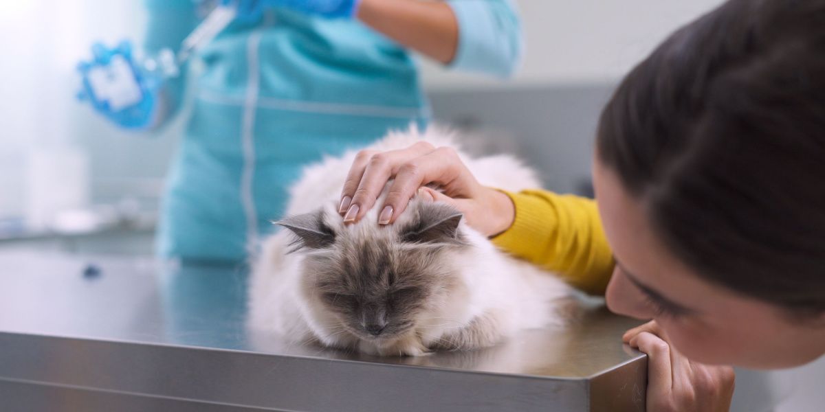 Veterinario che prepara un antibiotico da somministrare a un gatto malato