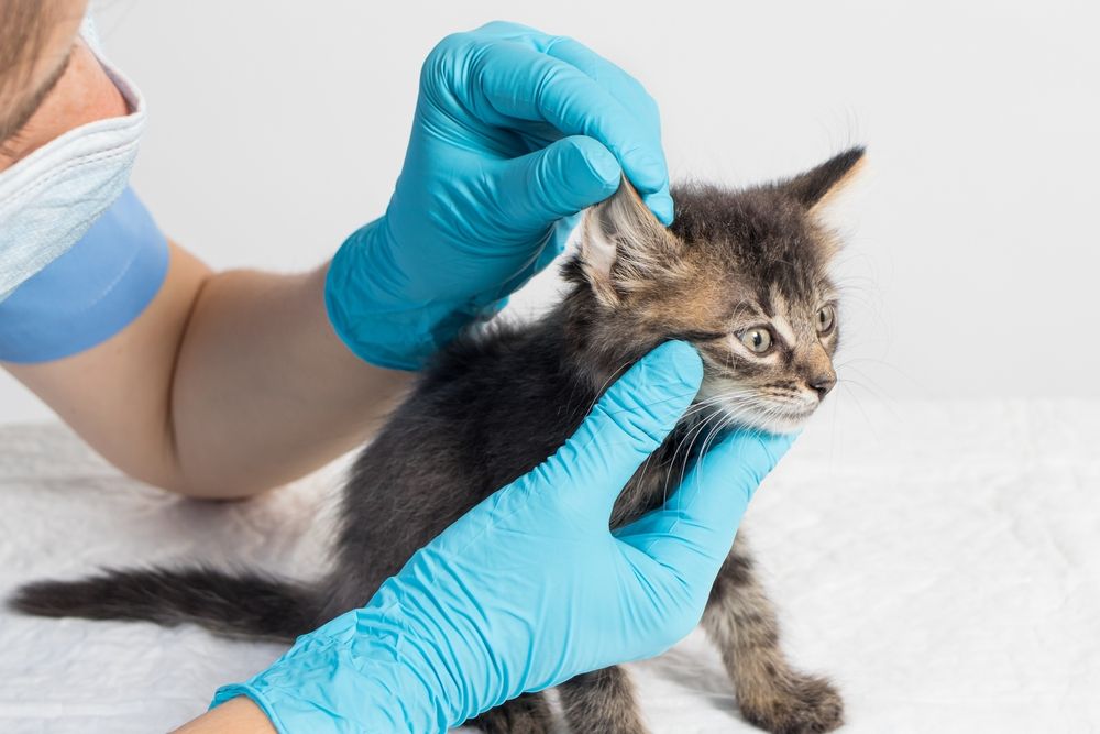 Un veterinario esamina attentamente l'orecchio di un gattino, eseguendo una valutazione medica approfondita.