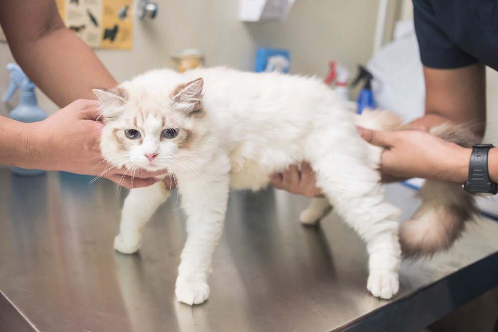 Lipoma nei gatti: veterinario esamina lo stomaco di un gatto per individuare segni di tumori ovarici durante un controllo medico